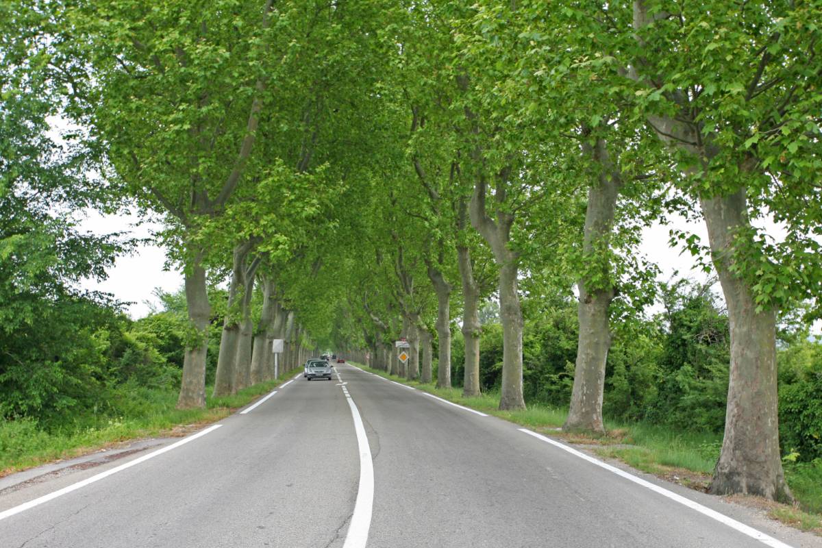Route D86, allée de platanes