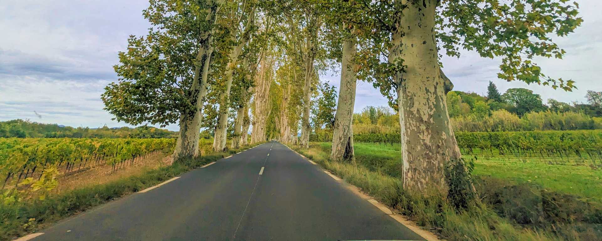 Route nationale en France bordée de platanes
